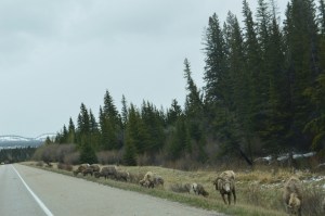Bighorn sheep feeding at the road side. 