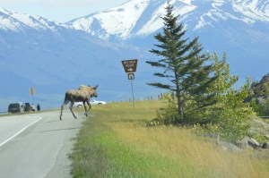 Moose crossing the road on to turnout