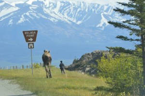 Moose coming up quickly behind the unassuming woman