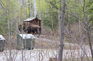 Our surprise visitor