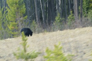 Black bear on the roadside