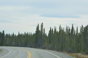 Black spruce along the road