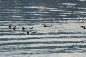 Sea otters floating by