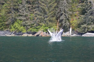 Grey whale tail shot as he was diving to the bottom