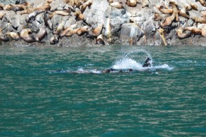 Sea lions in the water and sunbathing