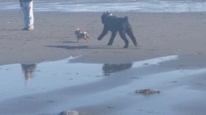Gustav and Abednego on the beach