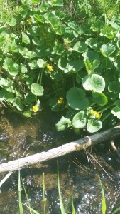 Some kind of water lilly as it is growing over a small running stream