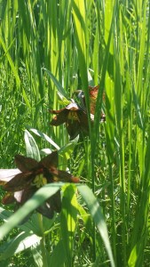 Wild chocolate lilly