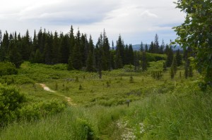 Begining of the Evangeline  trail.