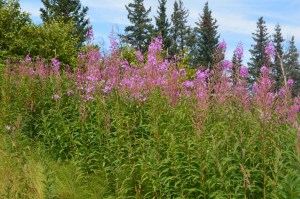 Picture of fireweed in the late summer.