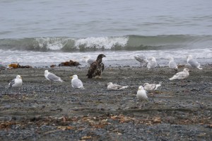 Juvenile eagle foraging for food.with the seagulls at the ocean edge