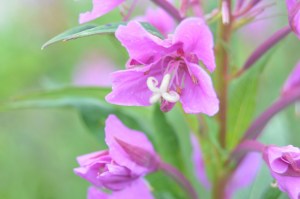 Another close up of fireweed wirh maco lens.
