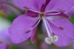 Fireweed flower with macro lens