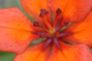 Tiger lilly with macro lens