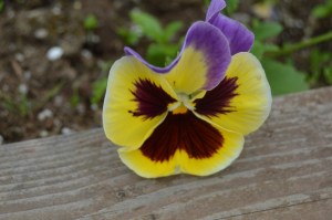 Pansy