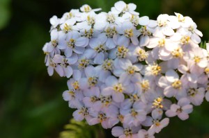 Wild yarrow with macro lens