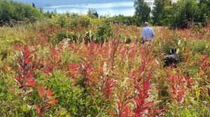 Anothee view of the fireweed.