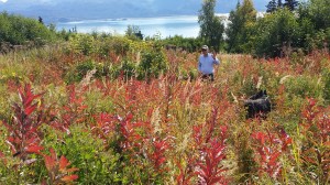 The beautiful firey red leaves of the fireweed in early fall