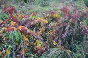 The last song of summer. Fire weed after the snow.