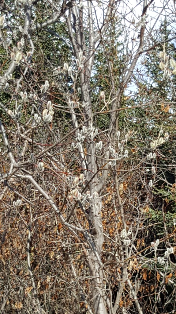 Pussy Willow Tree