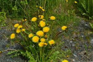 Dandelions